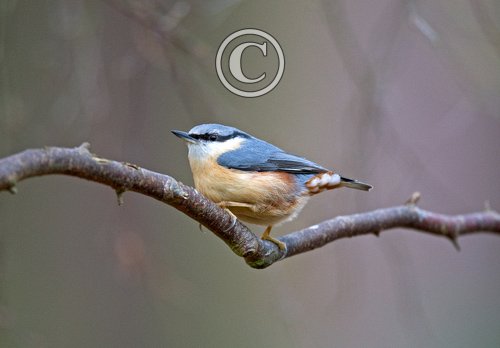Nuthatch 3